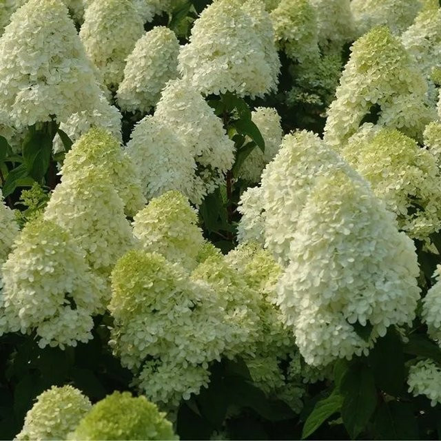 Arborix Rispenhortensie Limelight Hydrangea paniculata mit hellgrünen Blütenrispen, Höhe: 40 bis 50 cm - Bild 1