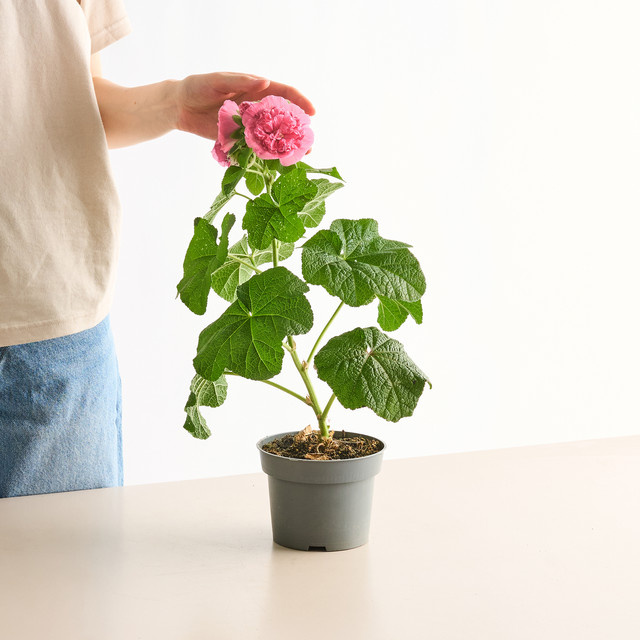 Stockrose Althaea rosea RockCollection Rot von BLUME2000 als mehrjährige Gartenpflanze - Bild 1