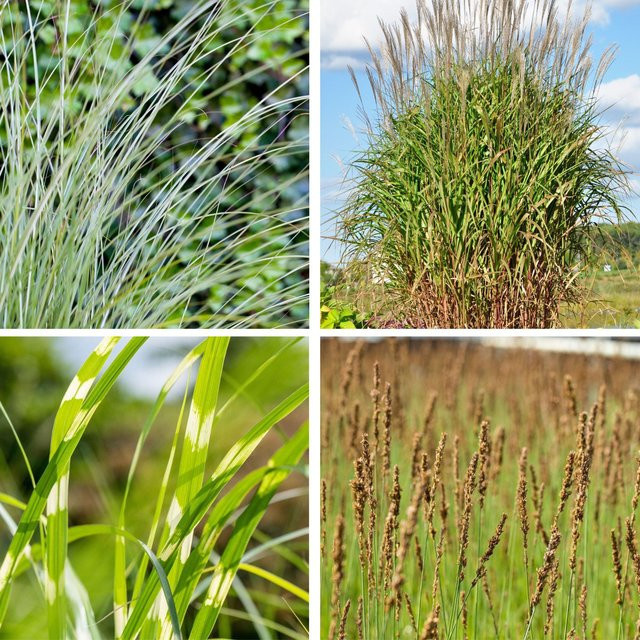 Pflegeleichte Ziergras-Kollektion Miscanthus aus Mein schöner Garten Shop, 8 mehrjährige Pflanzen in Bunt und Grün - Bild 1