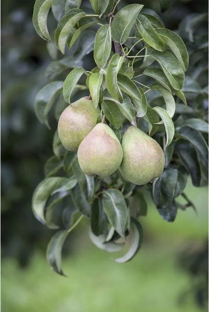 Pyrus Communis Birnbaum von Pflanzen für dich, 60–100 cm Höhe, robust und ertragreich - Bild 1