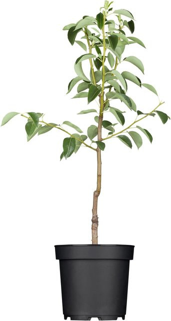 GROW by OBI Bio Birne Clapps Liebling Gelb-Grün Fruchtbaum in 7l Topf, Höhe: 130 cm - Bild 1