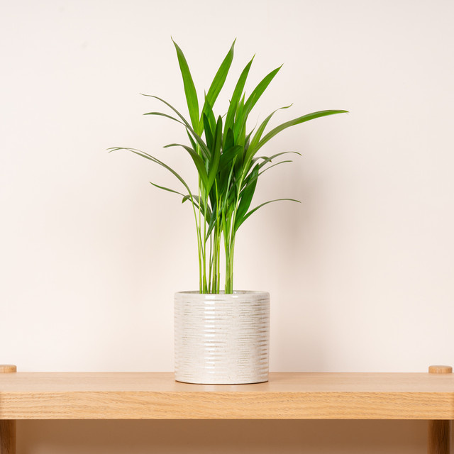 Keramik Übertopf Dots von BLUME2000 in Beige, Höhe: 14 cm, Breite: 13 cm, Tiefe: 14 cm - Bild 1