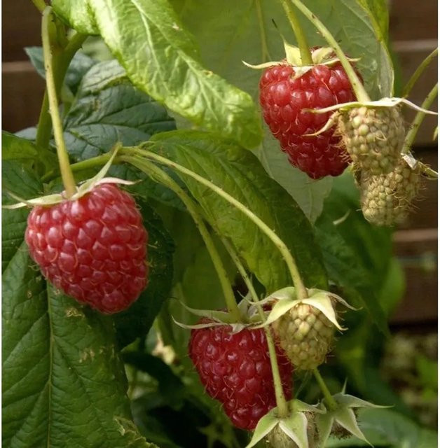 Himbeere Preussen II Rubus idaeus Beerenstrauch rote Früchte - Bild 1