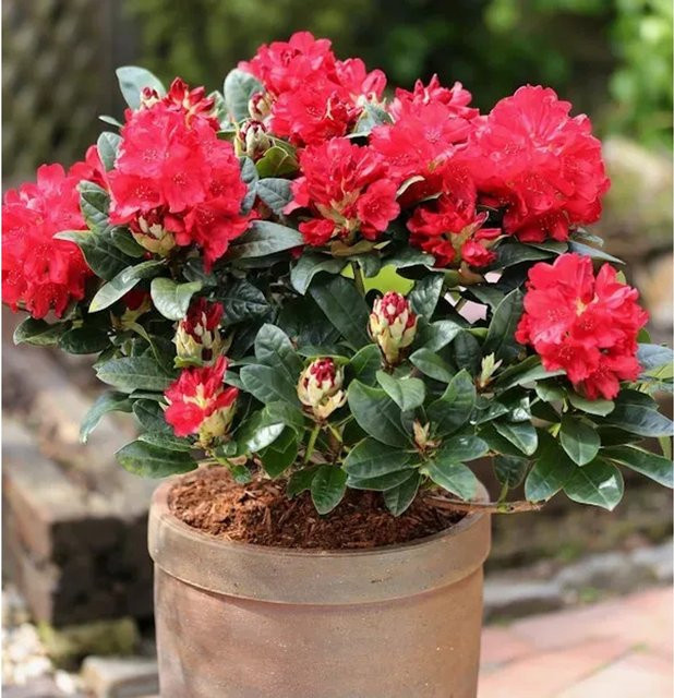 INKARHO Rhododendron Lisetta Alpenrose, großblumiger Zierstrauch in Pink, 40-50 cm - Bild 1