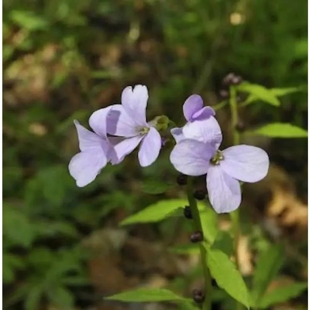 Zwiebel Schaumkraut Cardamine bulbifera für deinen Garten - Bild 1
