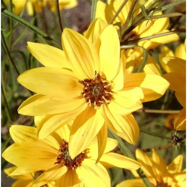 Helianthus salicifolius Weidenblättrige Sonnenblume Low Down gelbe mehrjährige Gartenpflanze - Bild 1