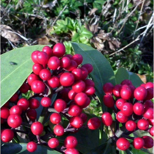 Skimmia japonica Japanische Fruchtskimmie roter Zierstrauch für den Garten - Bild 1