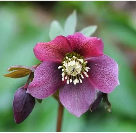 Christrose Lenzrose Red Lady Helleborus orientalis in Rot