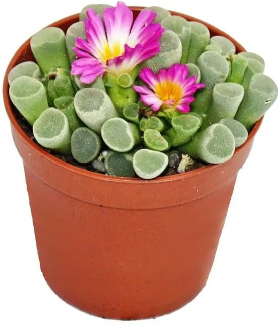 Exotenherz Frithia Pulchra Fensterblatt Sukkulente im 5,5 cm Topf - Bild 1