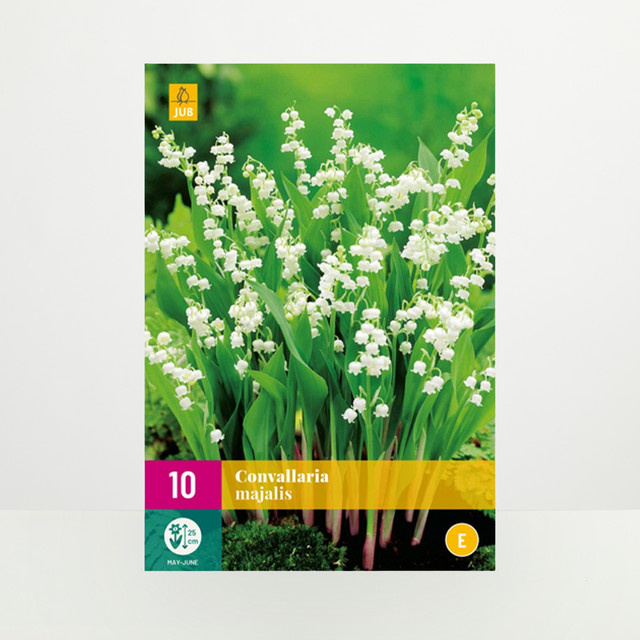Maiglöckchen Rhizome von BLUME2000 für Garten, Kübel und Töpfe, 10 Stück - Bild 1