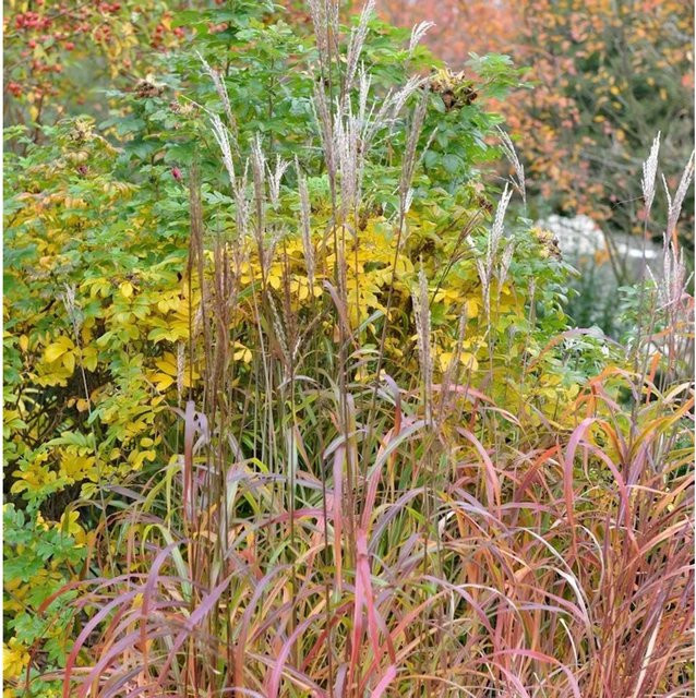 Chinaschilf Ghana Miscanthus sinensis als mehrjährige Zierpflanze für den Garten von Nr-01.de - Bild 1