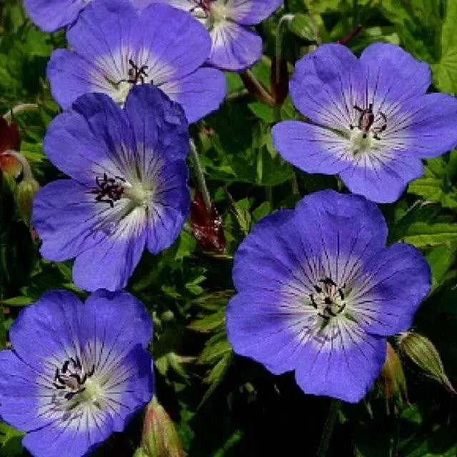 6er Set Storchschnabel Jolly Bee Geranium Arborix mit blauweißen Blüten im 9cm Topf - Bild 1