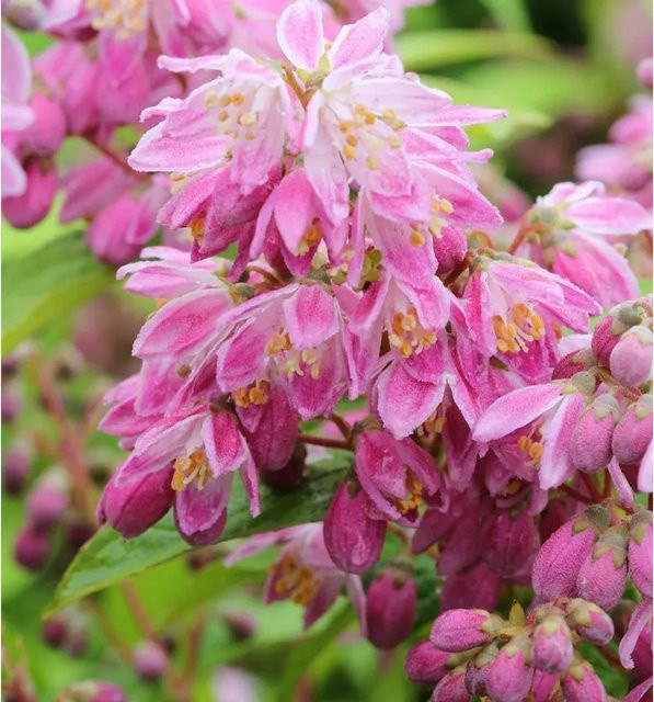 Deutzia hybrida Strawberry Field Rosendeutzie pink Heckenpflanze - Bild 1
