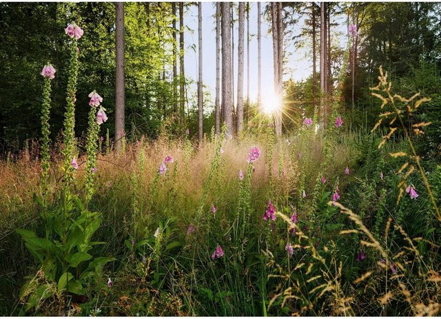 Komar Vliesfototapete Summer Glade Multicolor B: 350 cm, H: 250 cm - Bild 1