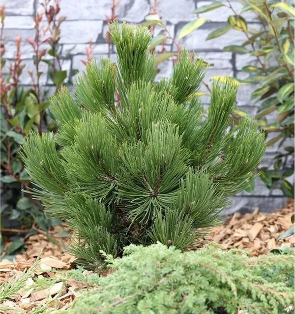 Schlangenhautkiefer Panzerkiefer Compacta Pinus eucodermis für deinen Garten, 40-50 cm - Bild 1