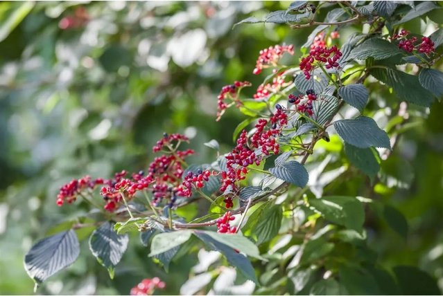Viburnum Lantana Wolliger Schneeball von Pflanzen für dich, pflegeleichte Heckenpflanze für Garten und Staudenbeet, Höhe: 60–100 cm - Bild 1