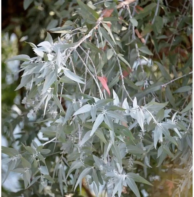Echter Eukalyptus Eucalyptus gunnii France Bleu in Grün, Höhe: 40-60 cm - Bild 1