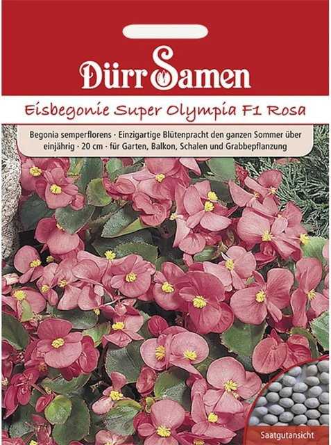 Dürr Eisbegonie Super Olympia F1 Saatgut Rosa Einjährig 100 g - Bild 1