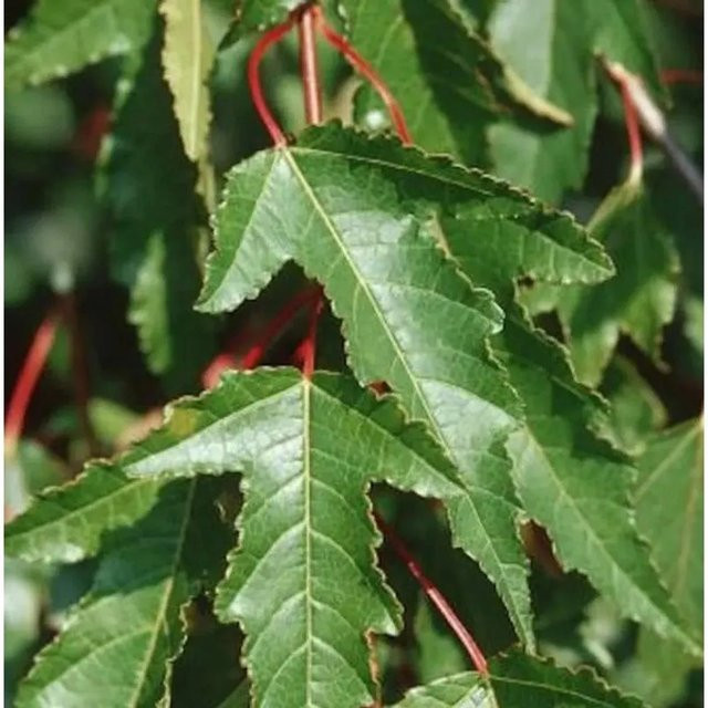 Feuer Ahorn Acer ginnala als grüner Laubbaum von Nr-01.de, Höhe: 100-125 cm - Bild 1