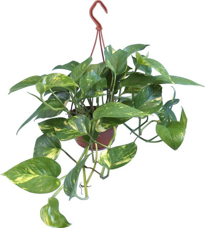 GROW by OBI Epipremnum pinnatum Zimmerpflanze im Ampel Topf
