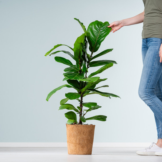 Blume2000 Geigenfeige Ficus Easy Green Indoor Zimmerpflanze L (plastikfrei) - Bild 1