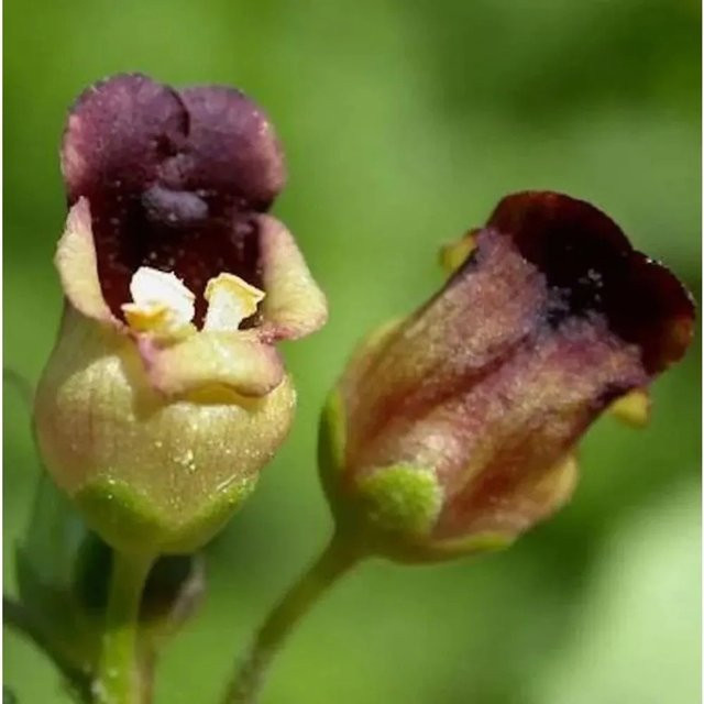 Knotige Braunwurz Scrophularia nodosa als mehrjährige Gartenpflanze von Nr-01.de - Bild 1