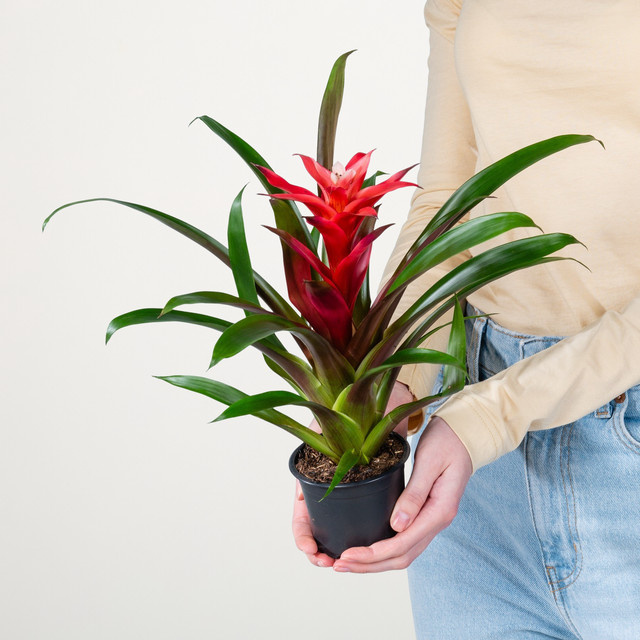 Guzmania Libby Zimmerpflanze von BLUME2000 in Grün und Rot - Bild 1