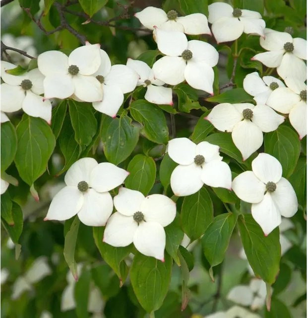 Cornus kousa Blumenhartriegel Hyperion weiß Ziergehölz 100-125 cm - Bild 1