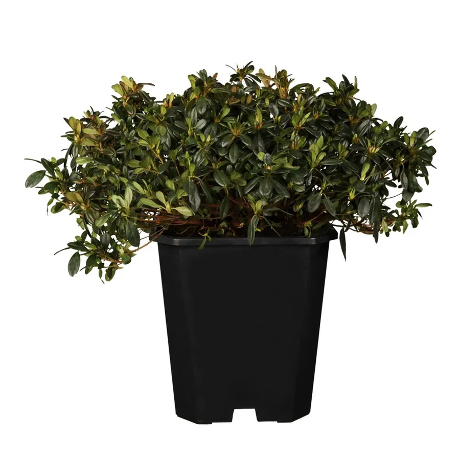 GROW by OBI Japanische Azalee Anouk Rosa in Rosa und Grün, Höhe: 10 - 20 cm - Bild 2