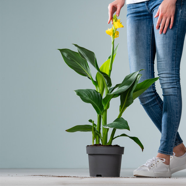 Canna Indica gelbe Zierpflanze von BLUME2000 für Garten, Balkon und Terrasse - Bild 1