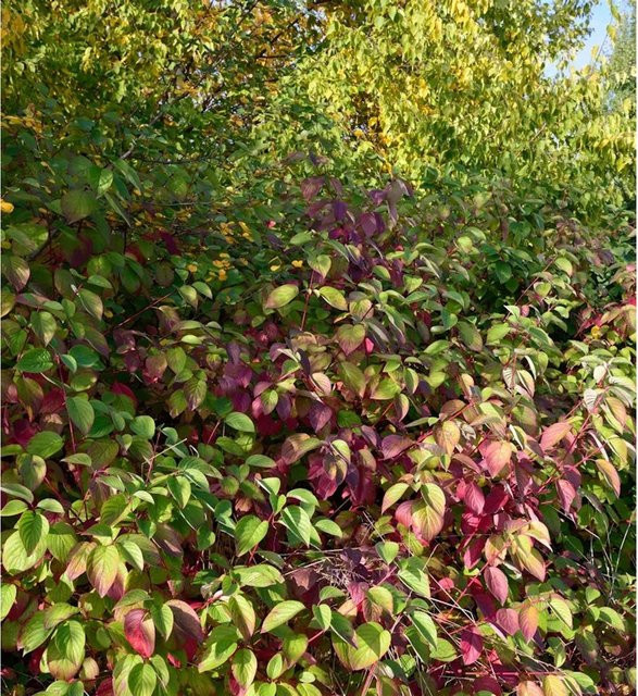 Cornus stolonifera Rotholz Hartriegel Bodendecker von Nr-01.de in Grün und Braun - Bild 1