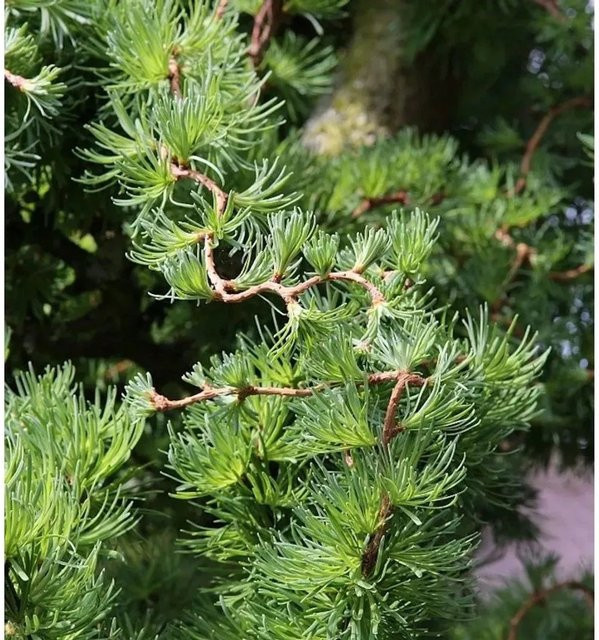 Japanische Korkenzieherlärche Diana Larix kaempferi für deinen Garten, Höhe: 40-60 cm - Bild 1