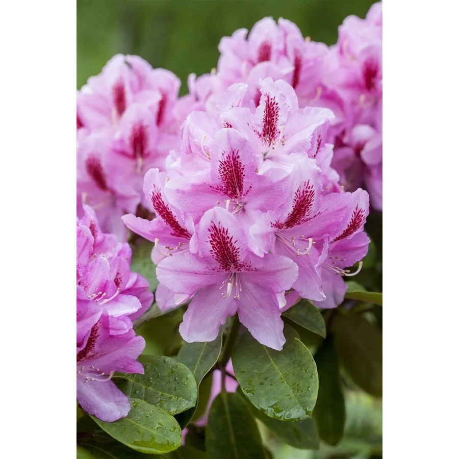 Rhododendron Hybr. Furnivalls Daughter Zierstrauch mit rosa Blüten, Höhe: 40–50 cm - Bild 2