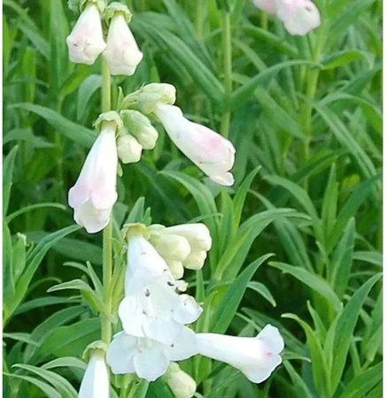 Penstemon Hybrid Bartfaden White Bedder - Weiße mehrjährige Beetpflanze