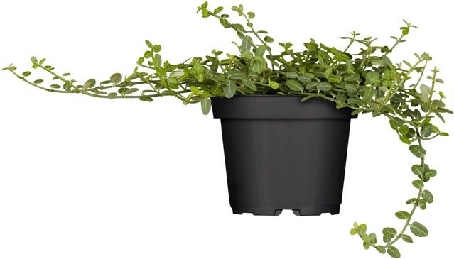 Euonymus fortunei Helix Kleinblättrige Kriechspindel Minimus als Bodendecker und Kletterstrauch im Topf Ø: 9 cm - Bild 1