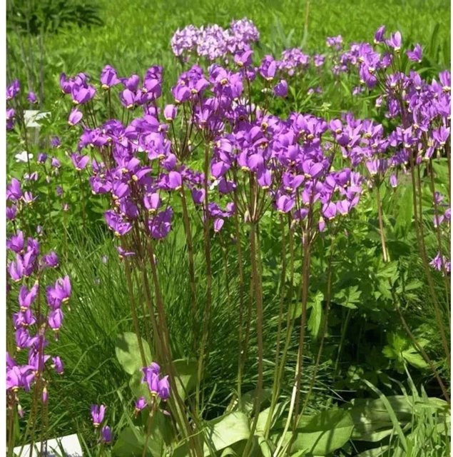 Dodecatheon meadia Götterblume als Schnittpflanze für deinen Garten - Bild 1