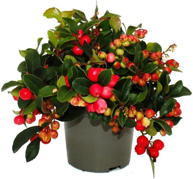 Exotenherz Teppichbeere Gaultheria procumbens Set mit 6 winterharten Pflanzen und dekorativen Beeren in Rot und Pink - Bild 1