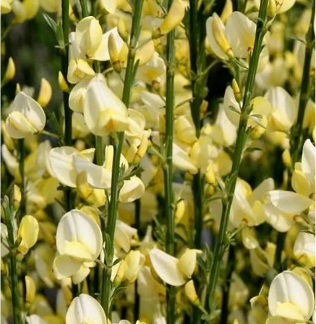 Cytisus praecox Elfenbein Ginster Warminster Strauch in Weiß und Gelb Höhe: 60-80 cm - Bild 1