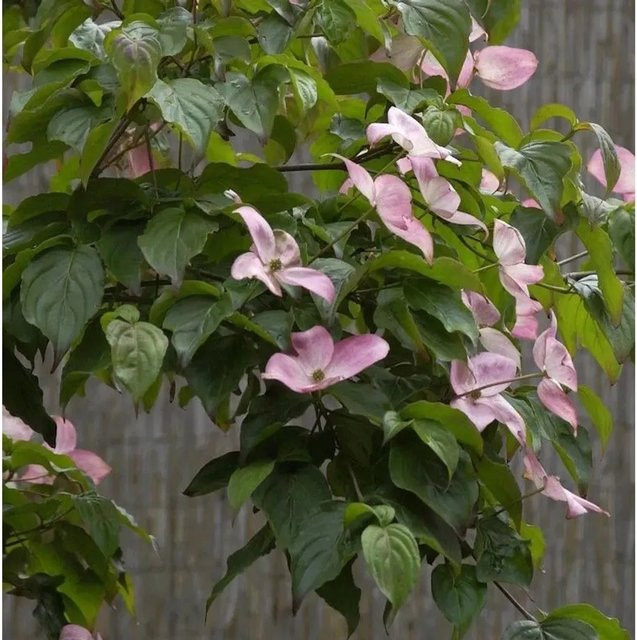 Japanischer Blumenhartriegel Satomi Cornus kousa von Nr-01.de, Höhe: 125-150 cm - Bild 1