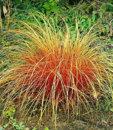 Carex Bronze Reflection Ziergras