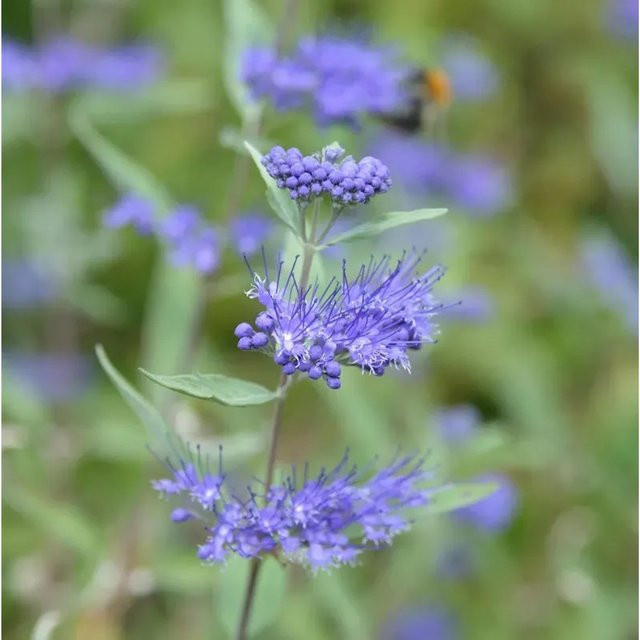 Caryopteris clandonensis Bartblume Camara Dark Blue für den Garten, Höhe: 30-40 cm - Bild 1