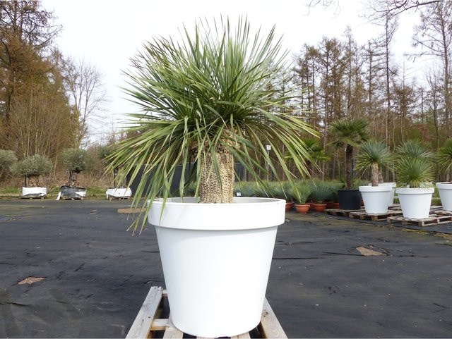 Yucca Rostrata von Grünwaren in Weißem Pflanzkübel, Höhe: 165 cm, Stamm: 40 cm, Durchmesser: 80 cm, winterhart - Bild 1