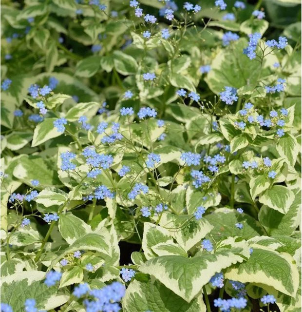 Brunnera macrophylla Kaukasus-Vergissmeinnicht Variegata als winterharte Stauden-Bodendecker mit weiß-grünem Laub und blauen Blüten - Bild 1