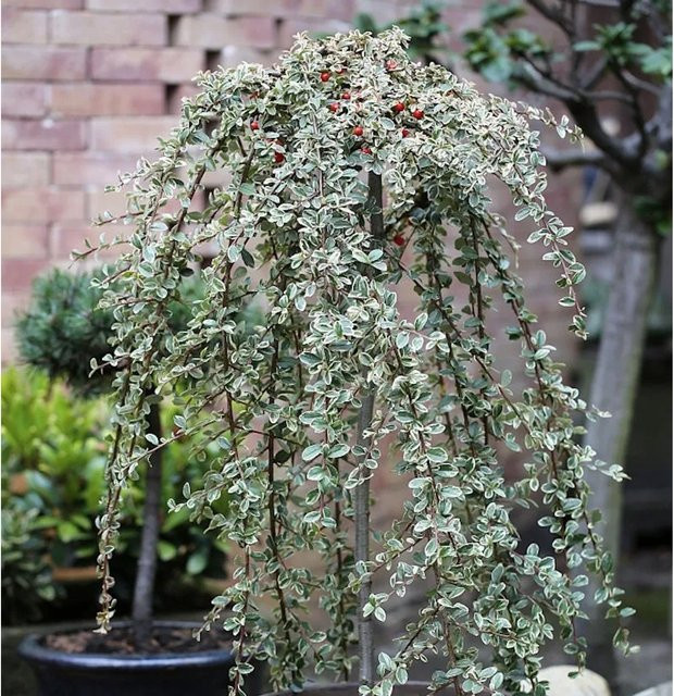 Cotoneaster dammeri Bodendecker von Nr-01.de in Grün mit weißen und roten Blüten - Bild 1