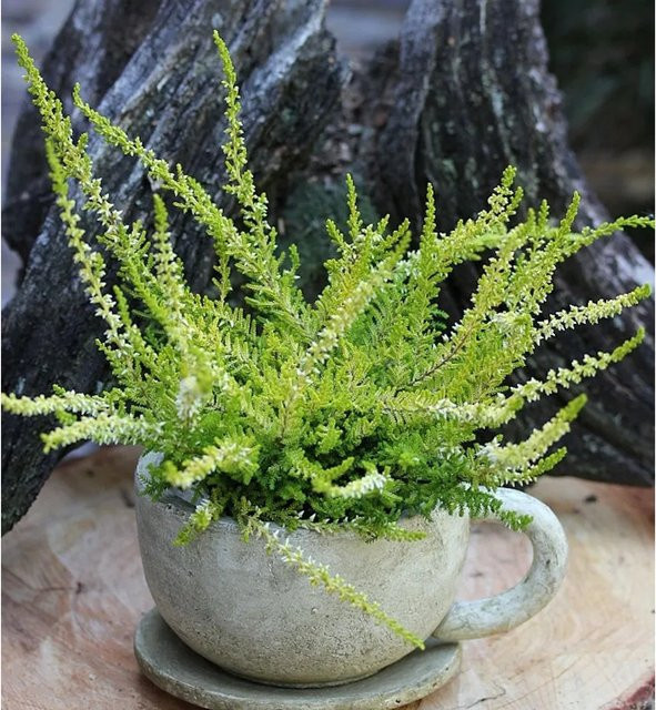 10x Besenheide Calluna vulgaris David Hagenaars, grüne Ziersträucher für den Garten - Bild 1