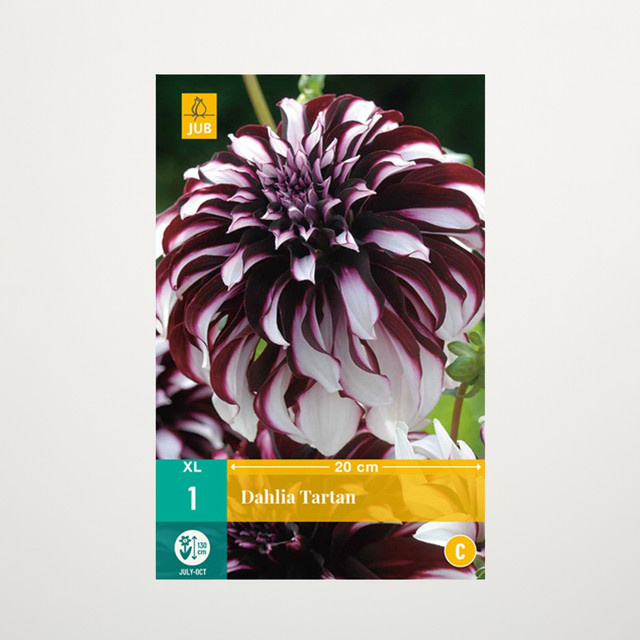 Großblumige Dahlie Tartan Knolle von BLUME2000 - Bild 1