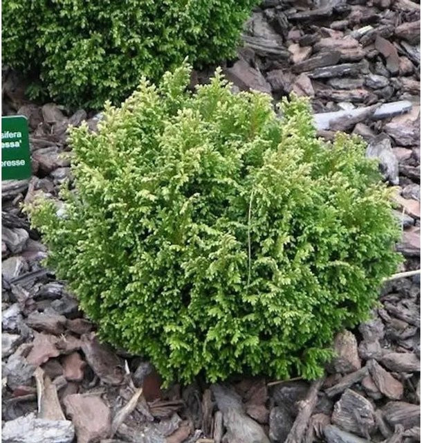 Gelbgrüne Zwergscheinzypresse Chamaecyparis pisifera für den Garten, Höhe: 15-20 cm - Bild 1