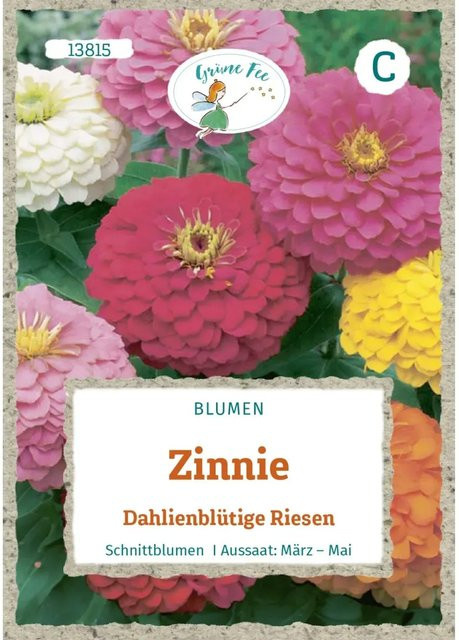 Grüne Fee Zinnie Dahlienblütige Riesen Saatgut für Beete, Rabatten und Schnittblumen - Bild 1