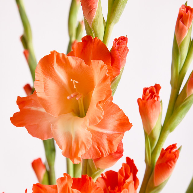 Blume2000 Arrangement Orange Gladiolen - Bild 1