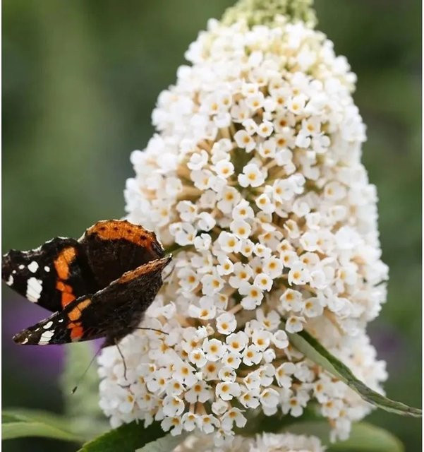 Sommerflieder White Profusion Buddleja Hochstamm in Weiß, Höhe: 80-100 cm - Bild 1
